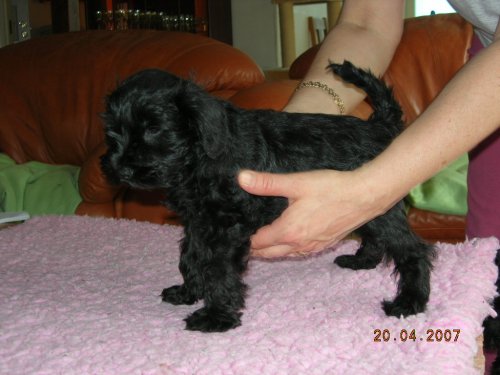 cesar
