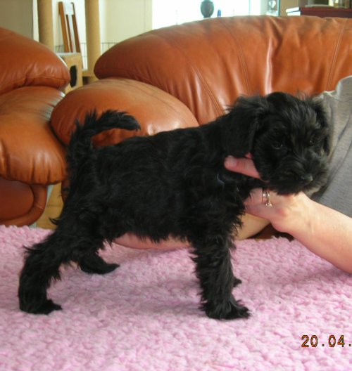 clementina
