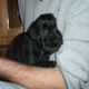 Bella som valp