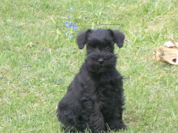 Bella ute