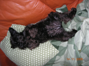 Bella sover