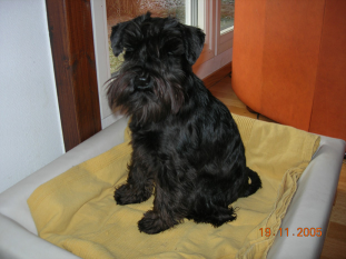 Bella tänker