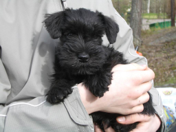 Bella i famnen